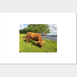 Scottish Highland Cattle Bull 1787 Posters and Art